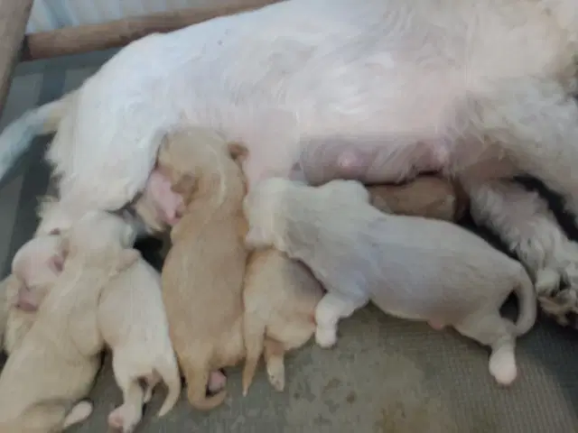 Maltipoo Hvalpe Viborg GulogGratis Dk