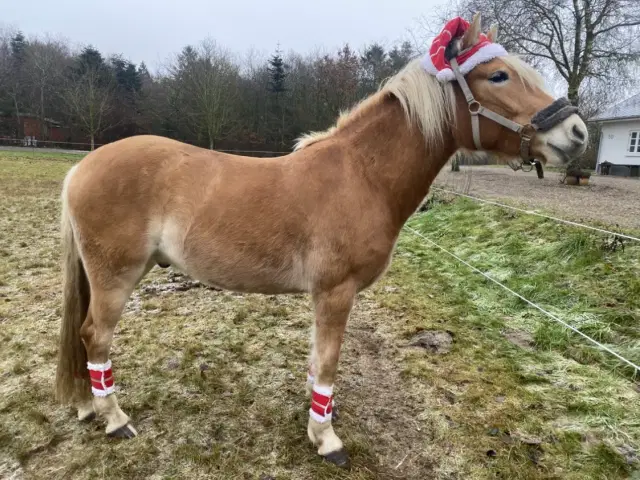 Haflinger Vallak Ribe Guloggratis Dk