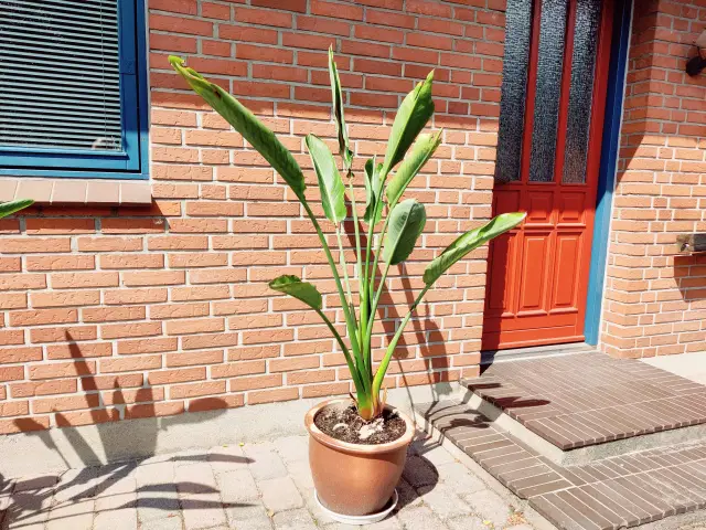 Paredisfugl Strelitzia Odense N Guloggratis Dk