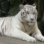 tiger83