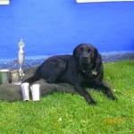 carsten drejer madsen