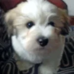 Rosengren og Simonsen