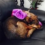 Charlotte Stendal Nielsen