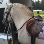 Shetlandspony