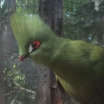 Klaus R