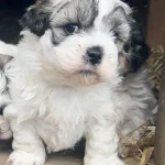Kennel Blanding