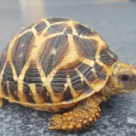 mdsreptiles