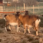 Rønnelygård geder