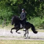 Ditte-byskov