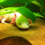 Axolotlwan