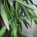 PH