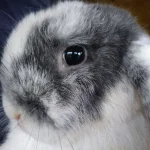 Kaninbjerget