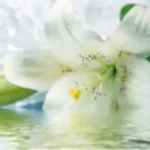 LilijaJv