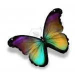 butterfly007