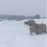 Ole
