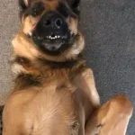 Tvister