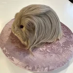 Cavy Tux’N style