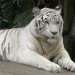tiger83
