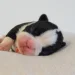 Cavy Tux’N style