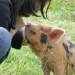 Anke