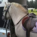 Shetlandspony