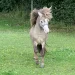 Gitte