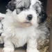 Kennel Blanding