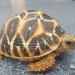 mdsreptiles