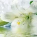 LilijaJv
