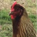 farina