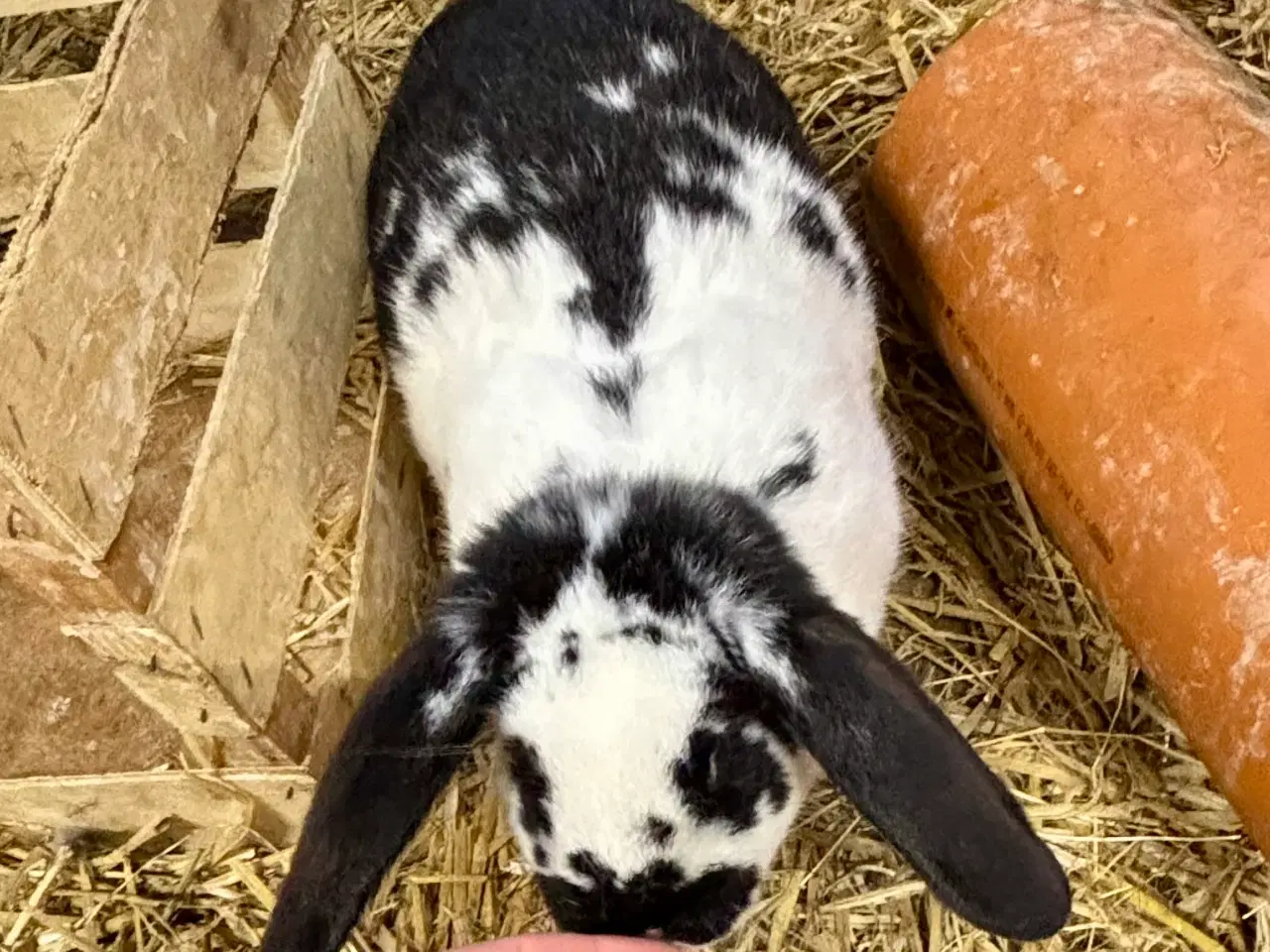 Billede 3 - Kaninunger mix af store racer