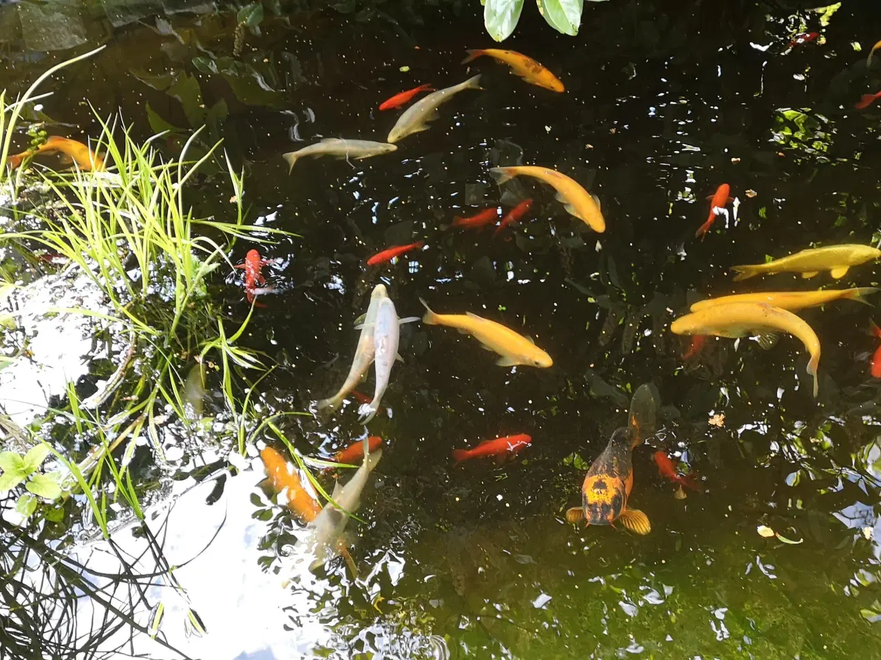 Billede 1 - Fisk til havedam