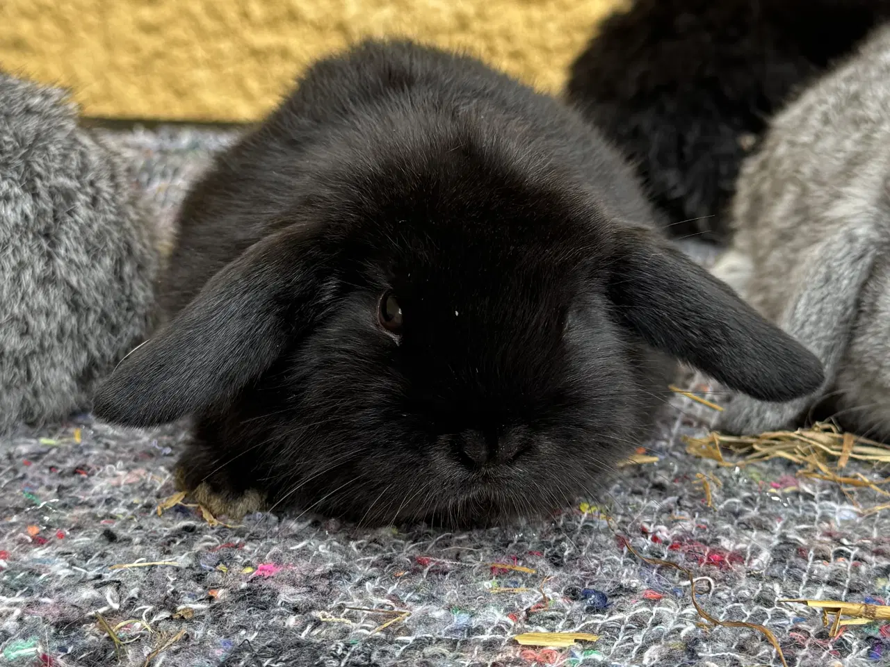 Billede 2 - Dværgvædder unger sælges