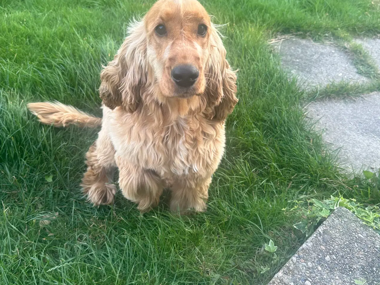 Billede 4 - Cocker spaniel til salg 