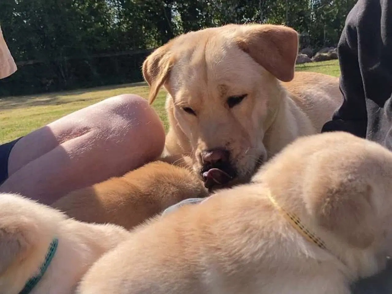 Billede 11 - Blandings Hvalpe 3/4 labrador 1/4 chow chow