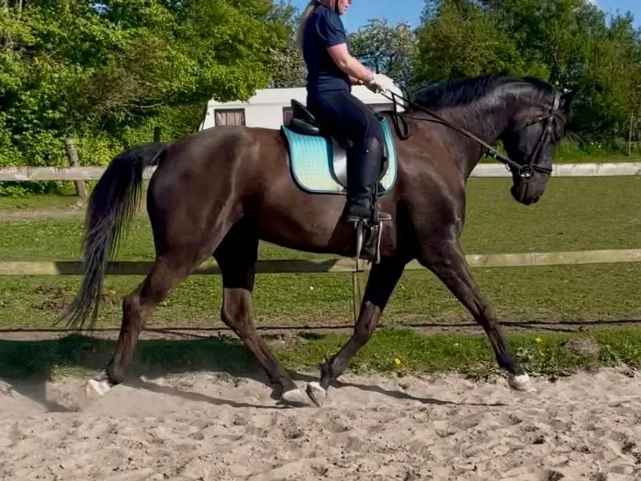 Billede 3 - Super flink vallak