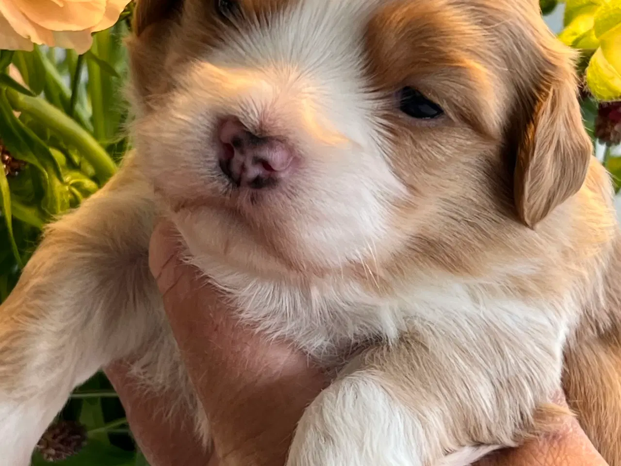 Billede 1 - Smukke Røde & Abrikos 