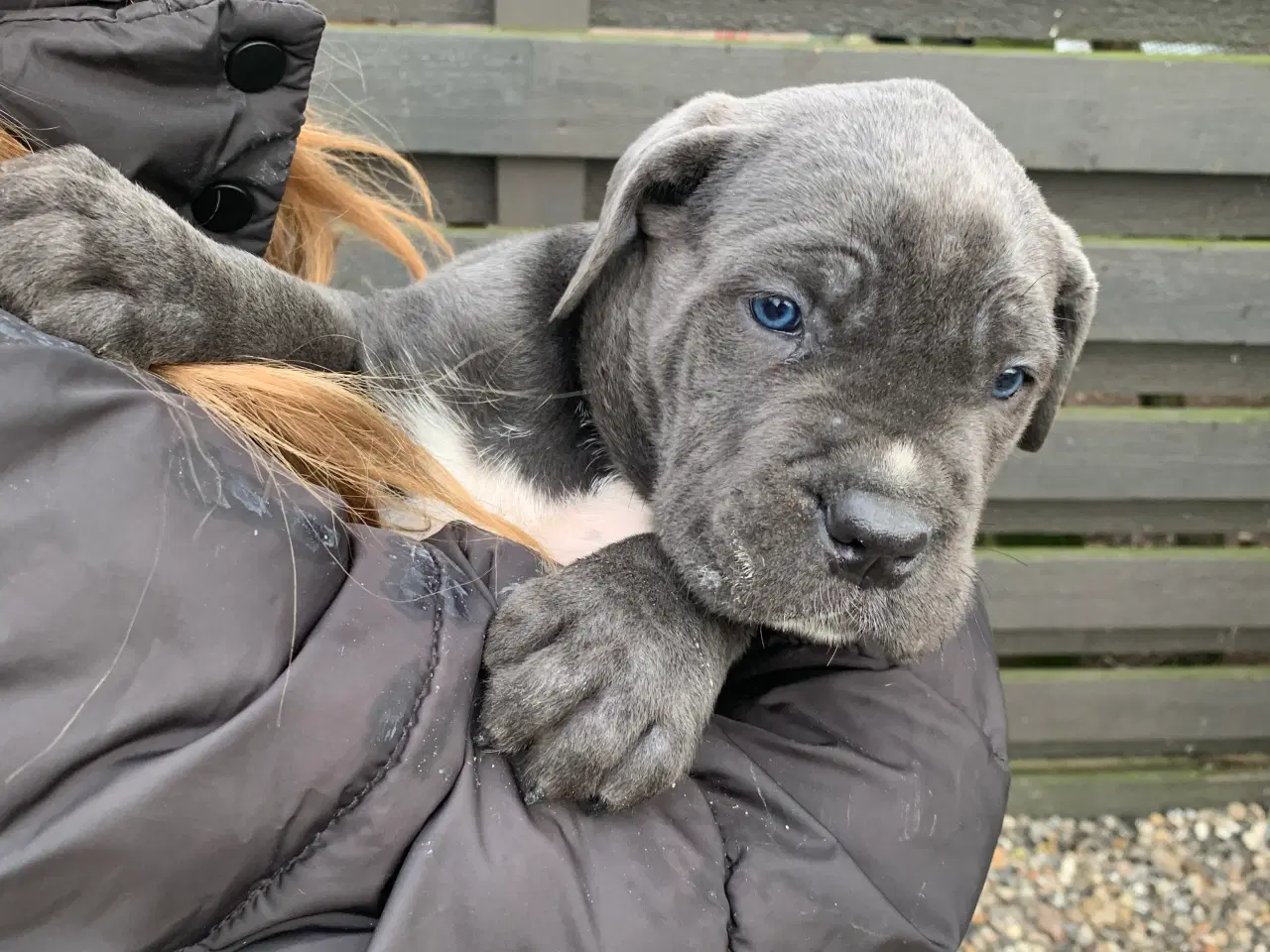 Billede 12 - Cane Corso Italiano hvalpe 