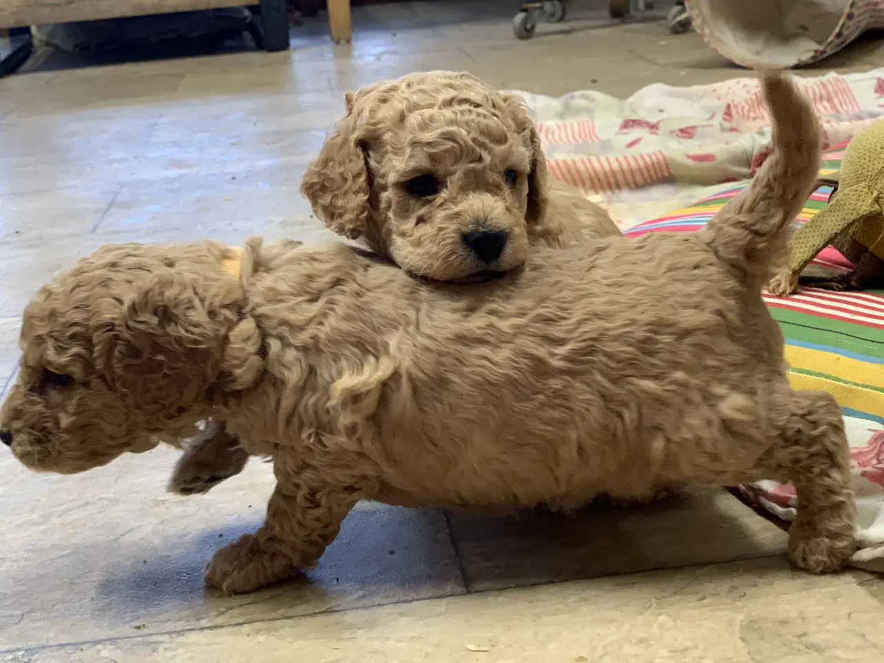 Billede 10 - Amerikanske Cockerpoo babyer 