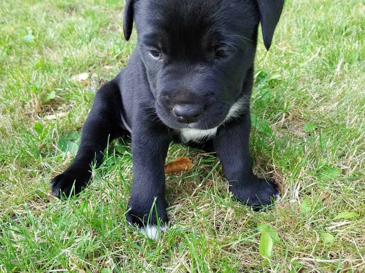 Billede 6 - Labrador/boxer