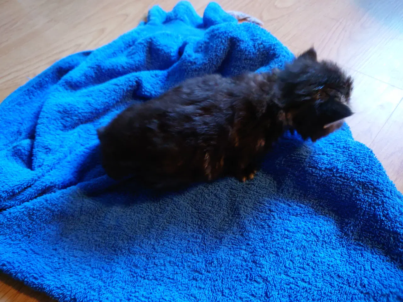 Billede 13 - Maine coon killing Far med tavle