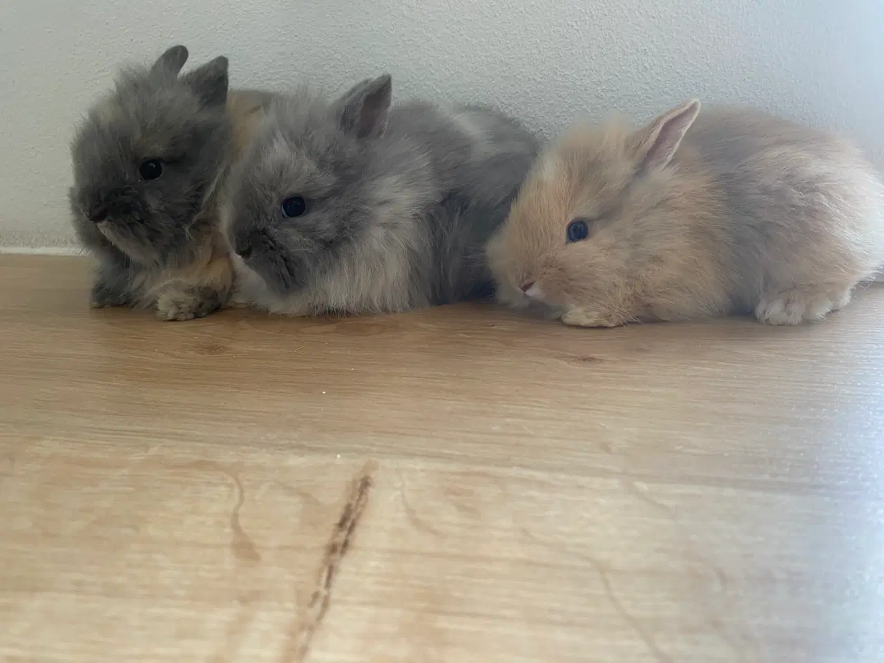 Billede 5 - Løvehoved & Teddy kaninunger