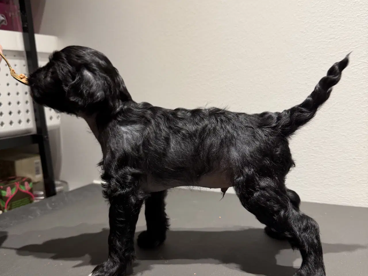 Billede 5 - Chinese crested/Kinesisk hårløs, allergivenlige