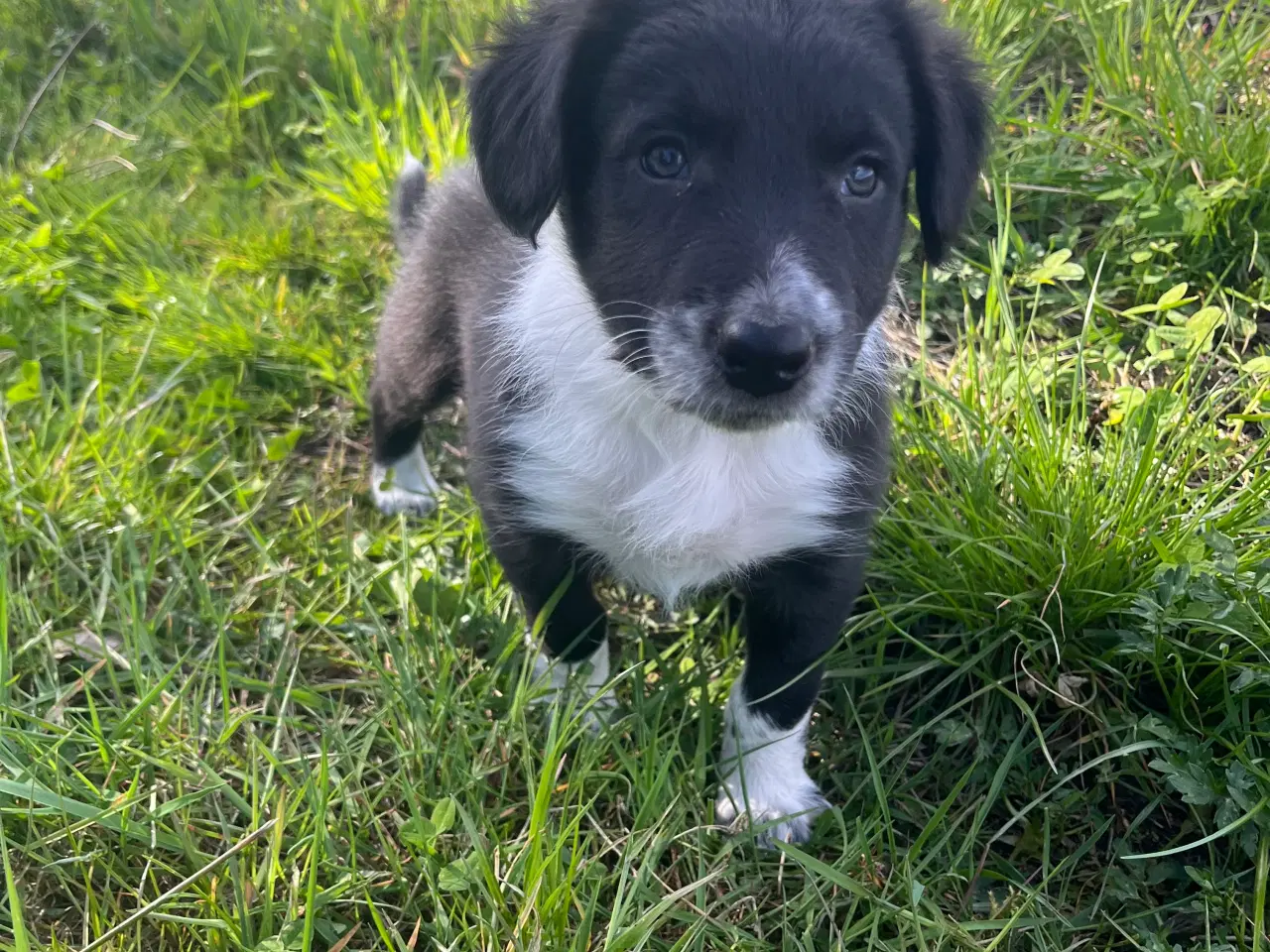 Billede 4 - Border Collie hvalp