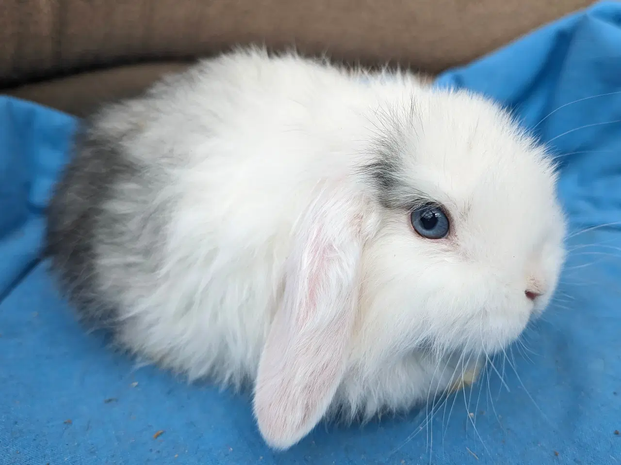 Billede 3 - Minilop kaninunge sælges 