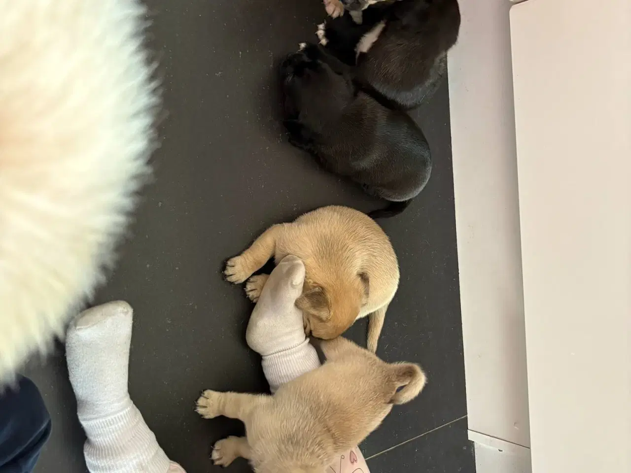 Billede 7 - Jack russel terry og mops hvalpe 