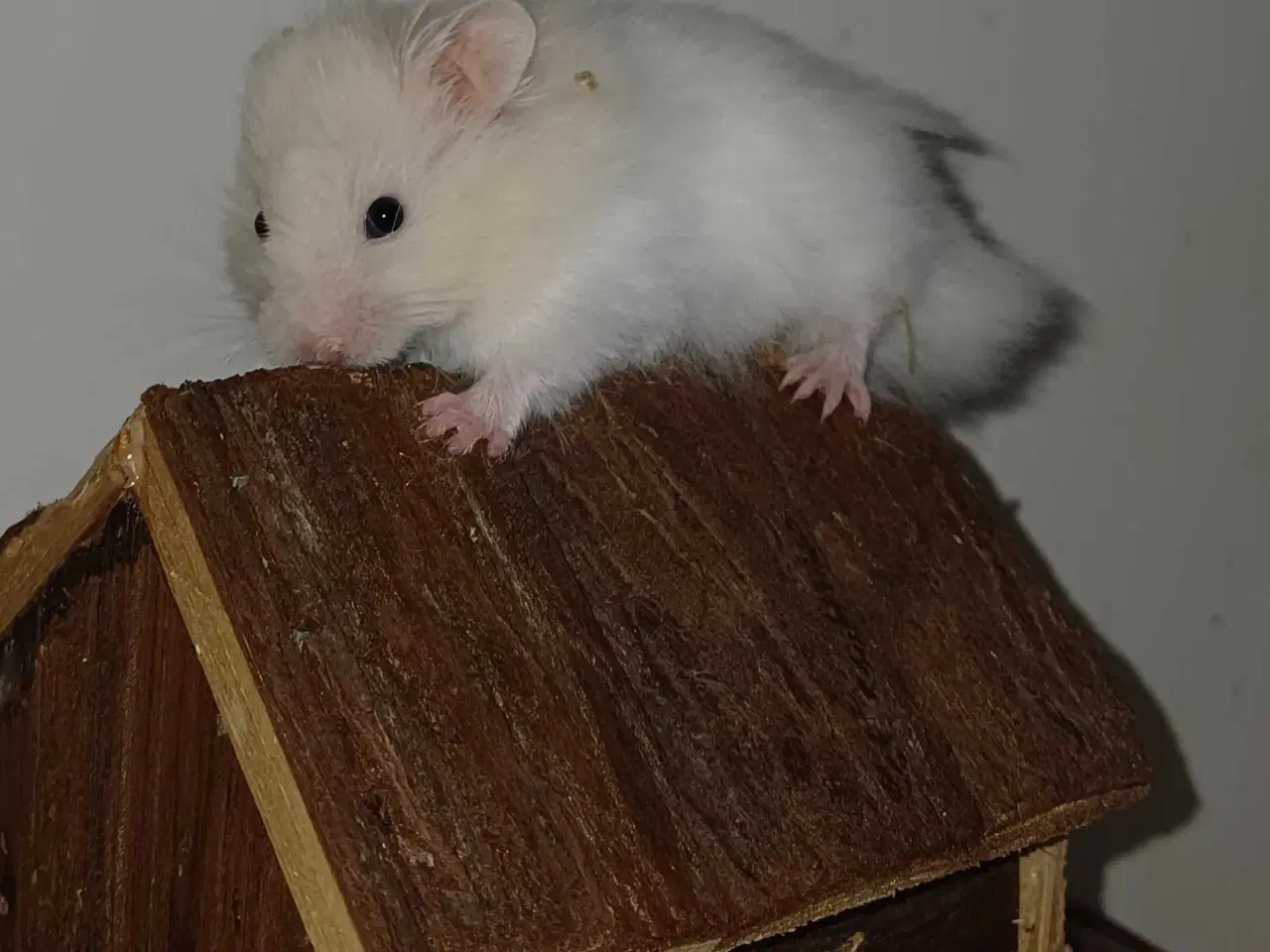 Billede 10 - Guldhamster unger