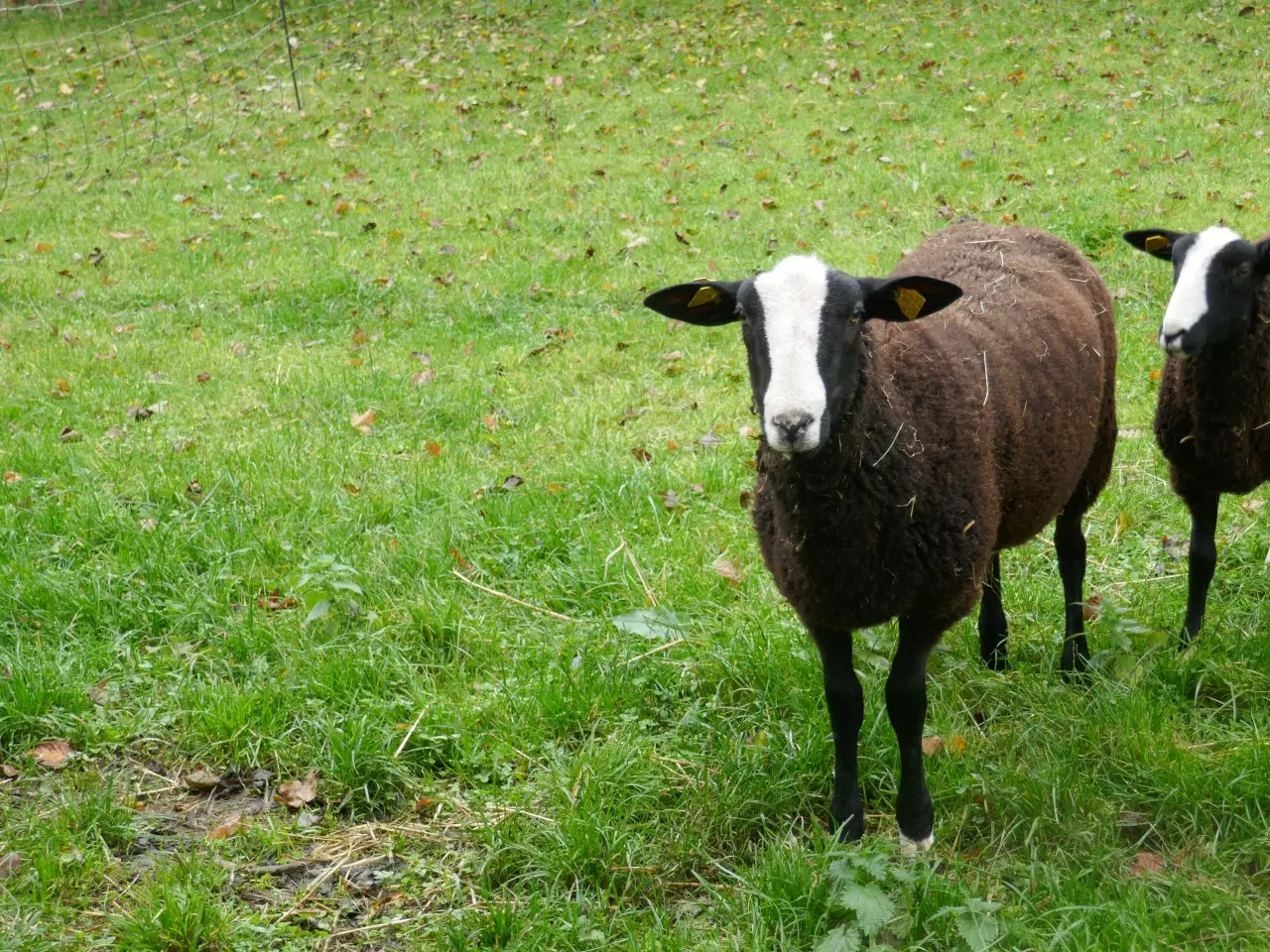 Billede 3 - Zwartbles Vædderlam, m3, Vaccineret mod Bluetongue