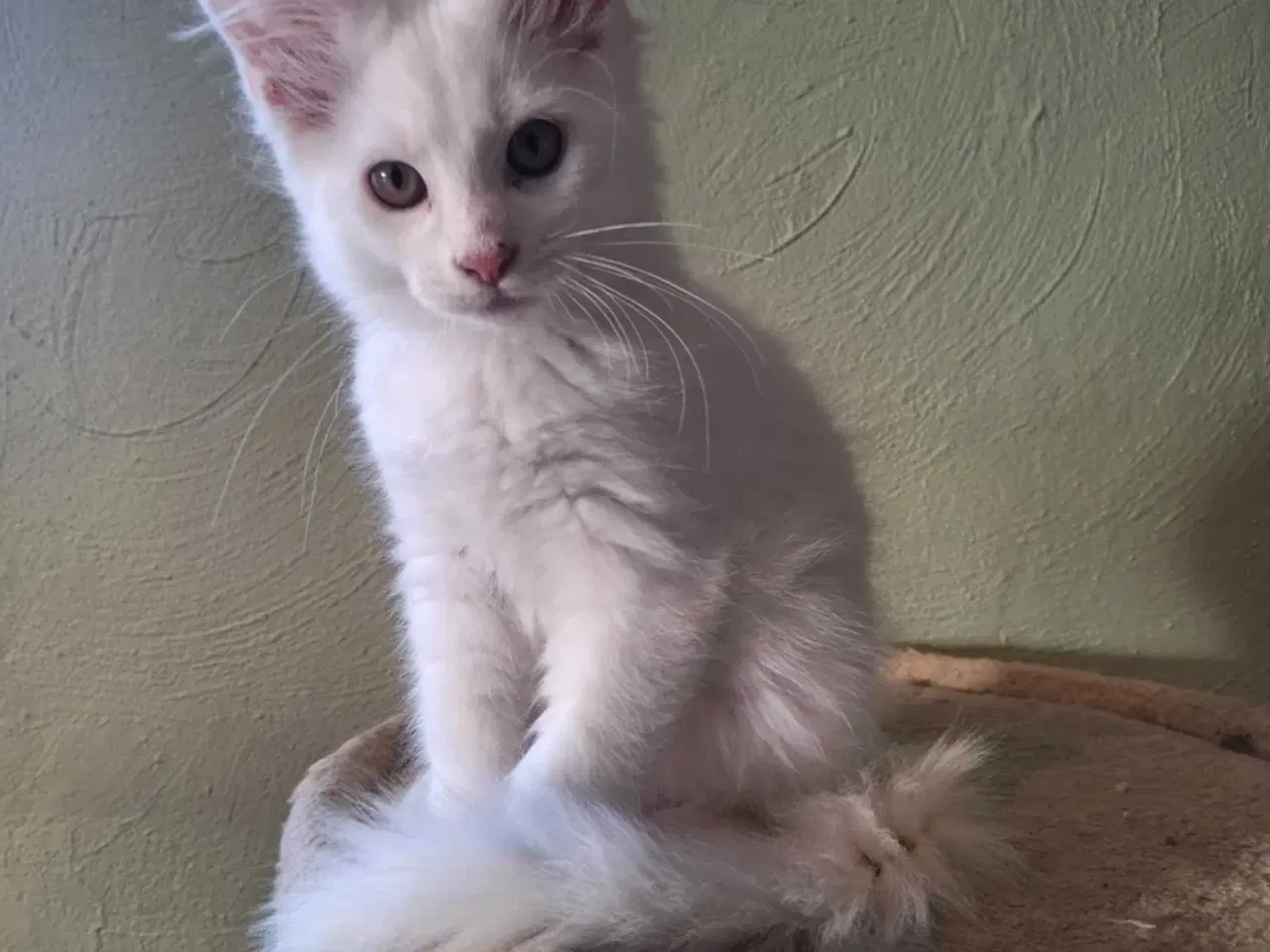 Billede 4 - Maine Coon killing m/stamtavle 