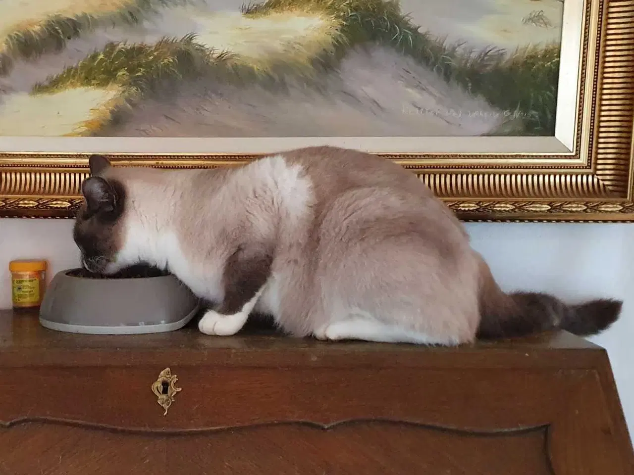 Billede 6 - Ragdoll / Hellig Birma / blanding